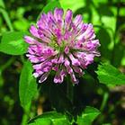 Red clover extract